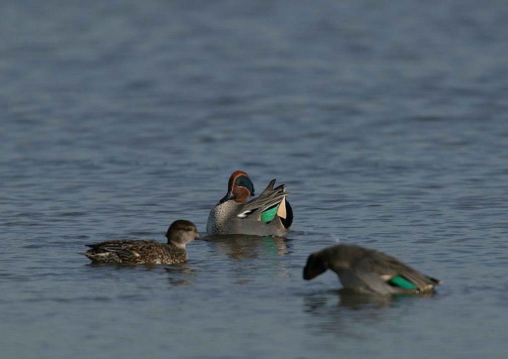 3 Ducks swimming together in Hanningfield Reservoir