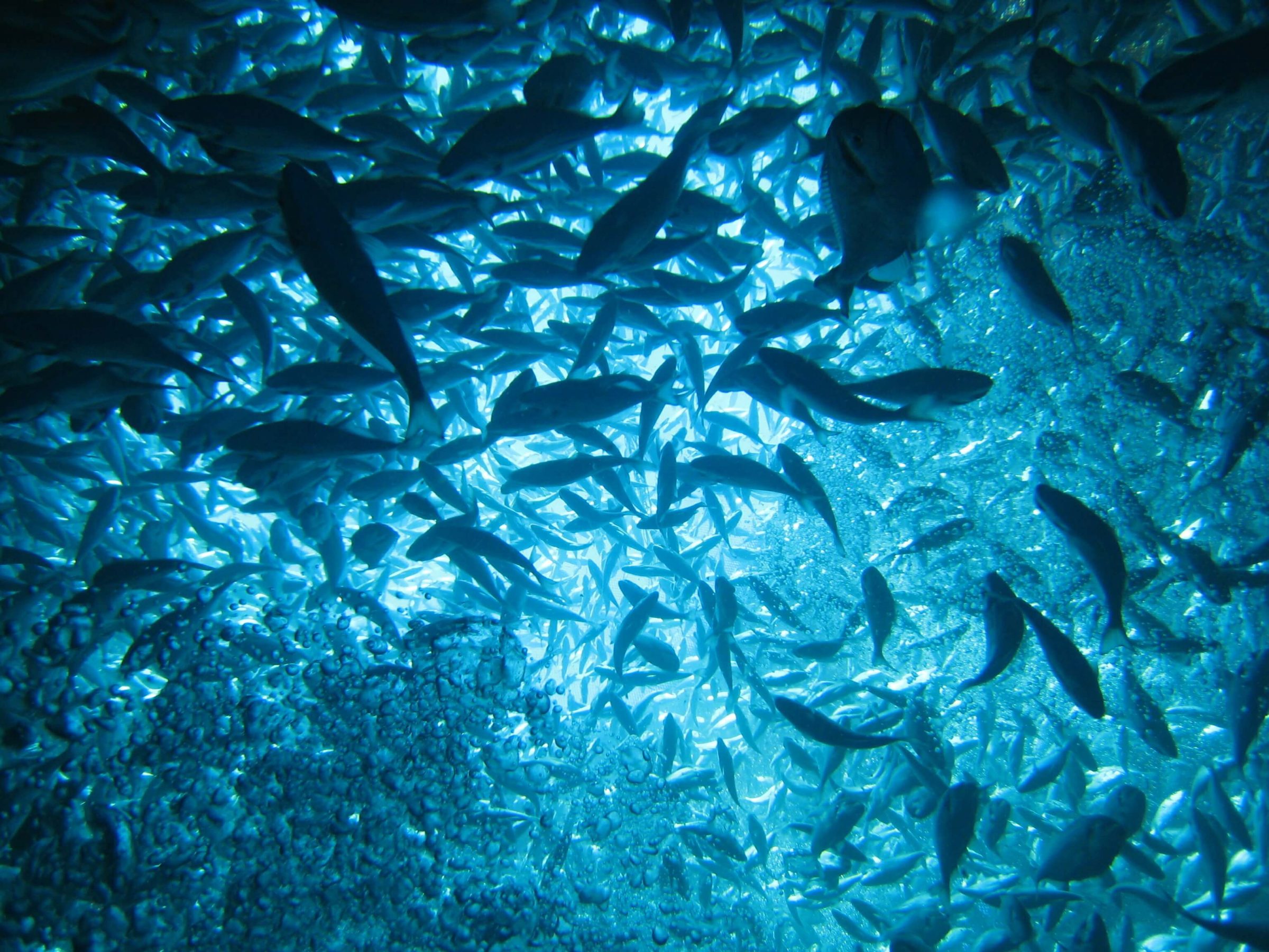 In water image of flurry of hundreds of fish and bubbles