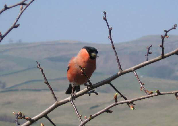 Red Bullfinch sitting on a branch