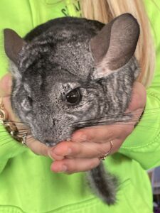 Chinchilla sitting in cupped hands.